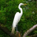 Great Egret