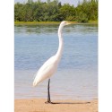 Great Egret At The Beach