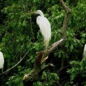 Great Egrets