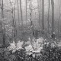 Peter Dusek Ferns photographic pigment print 16 x 20"