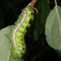 Caterpillar husbandry is one of my rather eccentric pastimes!