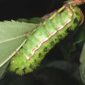 Io moth cats sport a bristling armament of stinging hairs.