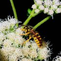 I was stung on my right leg by a yellow jacket wasp as I brushed its nest, hanging, as it was, from the flooring of my deck.