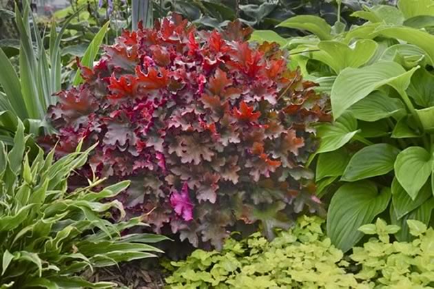 New Coral Bells ~ Cinnamon Curls ~ I love using plants with coloured foliage and am always searching for new varieties to create interesting colour contrasts. I will be sure to find a spot for these little beauties this year!