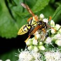 Nature can be a minefield of hostile spikes, spines and stingers.
