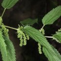 Stinging nettle hairs, on the other hand, are passive dispensers of poison. Their brittle tips break off, splashing a witches’ brew of toxins on the skin.