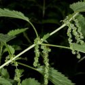 Stinging nettle hairs, on the other hand, are passive dispensers of poison. Their brittle tips break off, splashing a witches’ brew of toxins on the skin.