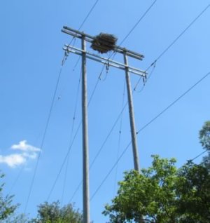 Osprey nesting platform 