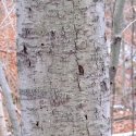 Beech bark disease