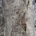 Beech bark disease take two
