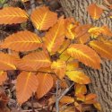 Beech leaves in fall