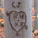 Beech tree love inscription