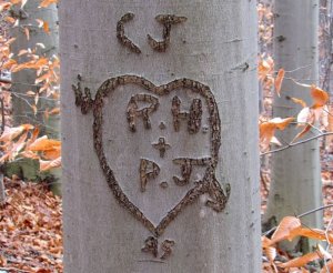 Beech tree love inscription
