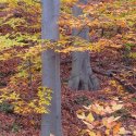 Healthy beech trees