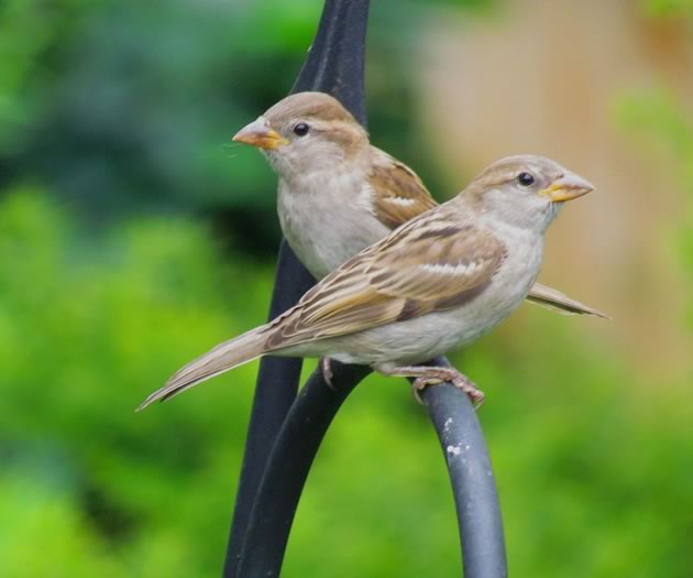 House sparrow juveniles