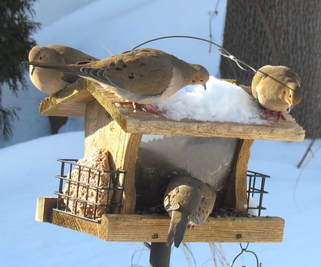 Mourning doves at the bird feeder buffet