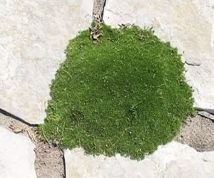 Ground cover perennials moss