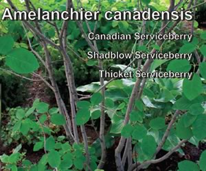 Canadian Serviceberry
