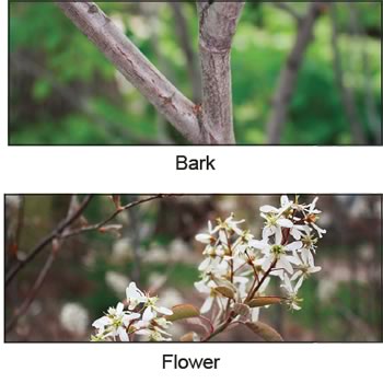 Canadian Serviceberry Bark And Flowers