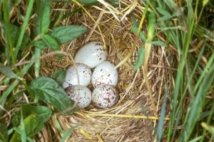 Meadowlark nest with eggs. Photo by Toby Alexander, USDA NRCS.