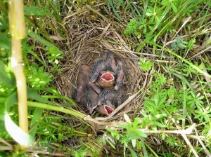Bobolink nestlings. Photo by Toby Alexander, USDA NRCS.