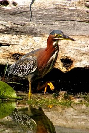 Green herons will sometimes use leaves and other objects to lure fish