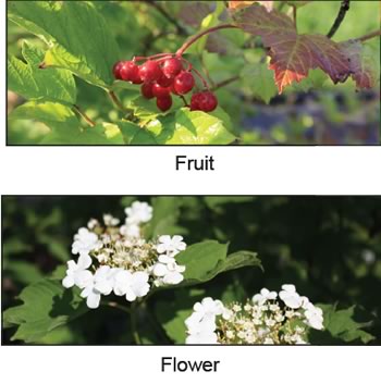 Highbush Cranberry Fruit and Flower