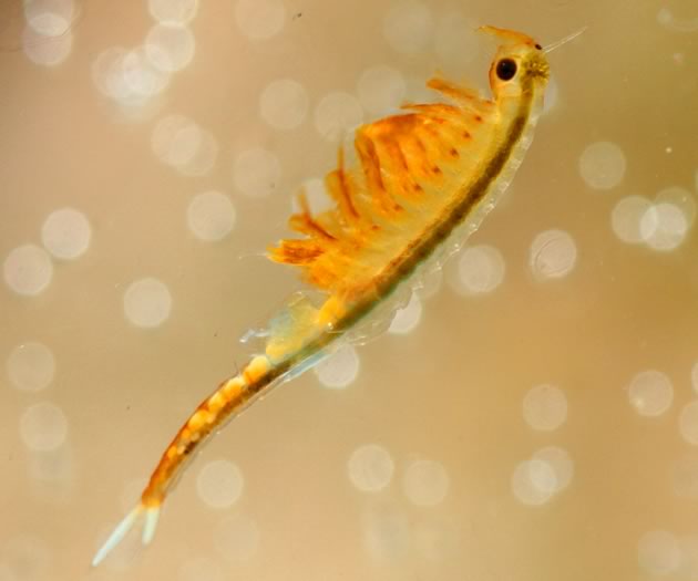 fairy shrimp female