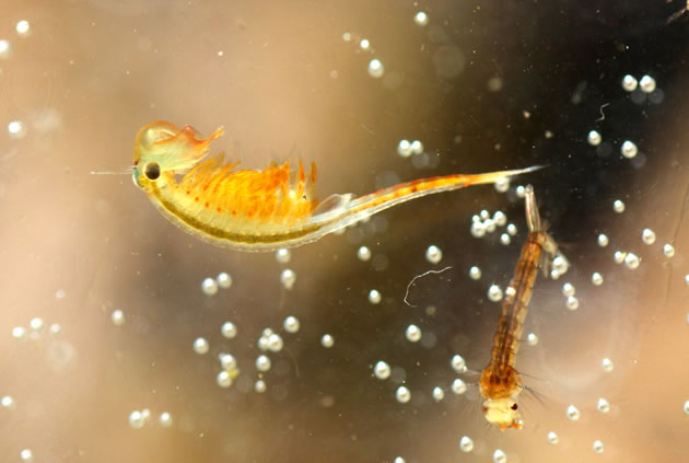 fairy shrimp male and mosquito larva