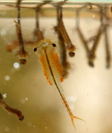 fairy shrimp with mosquito larvae in background
