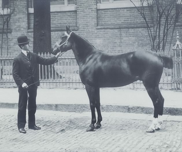 Harry Riddell with a blood stock horse, c.1910. Dufferin County Museum & Archives, P-1868