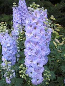 Delphinium Festival and Art in the Garden Show & Sale, July 4 and 5. Photo by Lorraine Roberts.