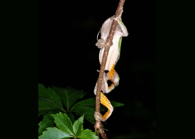 Treefrog climbing