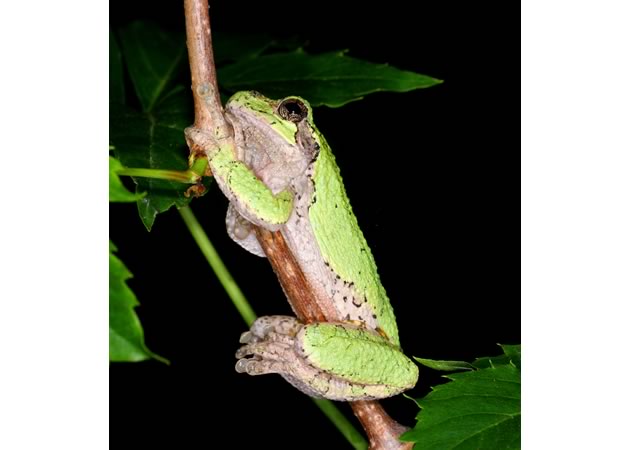 Treefrog clinging