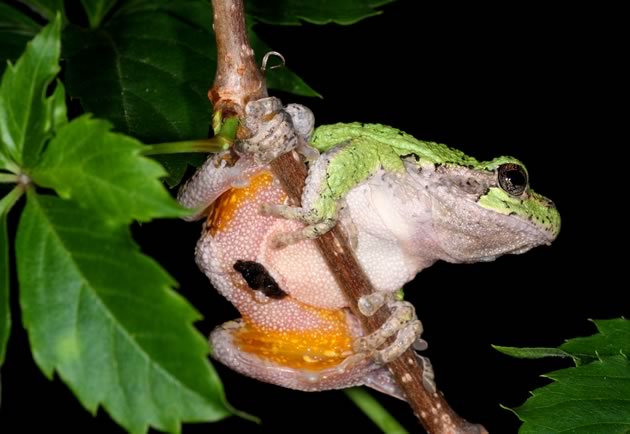 Treefrog underbelly