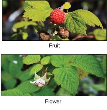 Red Raspberry Fruit and Flower