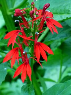 Cardinal flower lobelia cardinalis