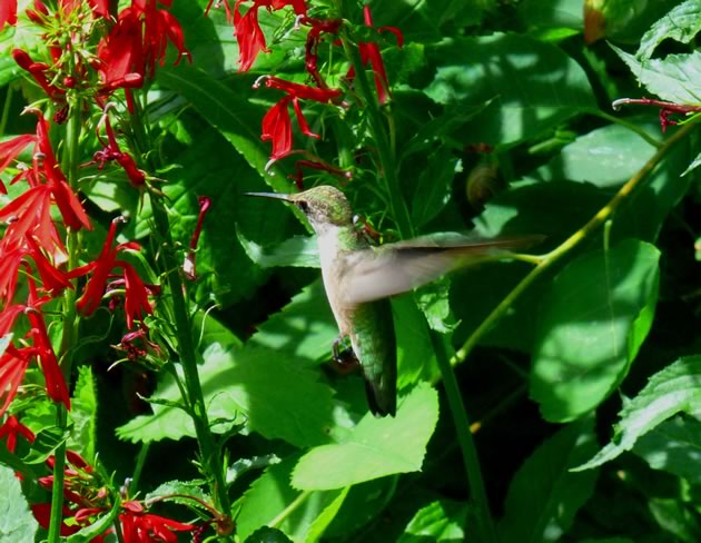 hummingbird hovering