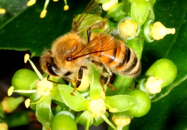 honeybee on Boston ivy
