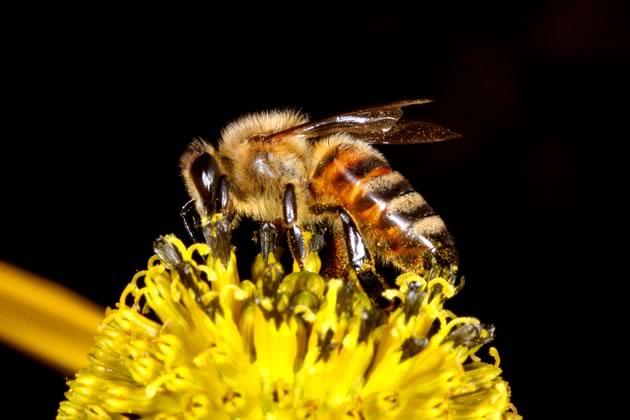 honeybee on coneflower