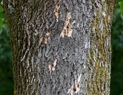 The emerald ash borer is as beautiful as it is destructive. Bores in the bark are early evidence of beetle infestation. Photo by Robert McCaw.