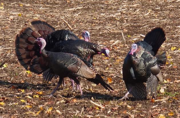 turkey gang fall