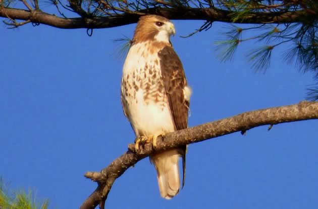 Red-tailed hawk scanning for prey