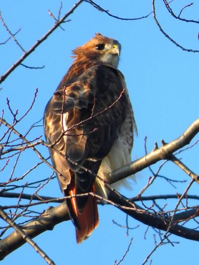 Windblown Red-tailed hawk adult