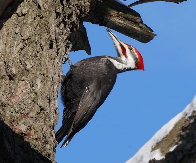 Pileated woodpecker in a tree. Photo by Ian Jarvie.