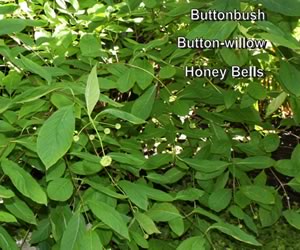 buttonbush