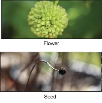 Buttonbush Flower and Seed