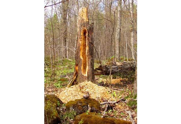 pileated woodpecker excavation two