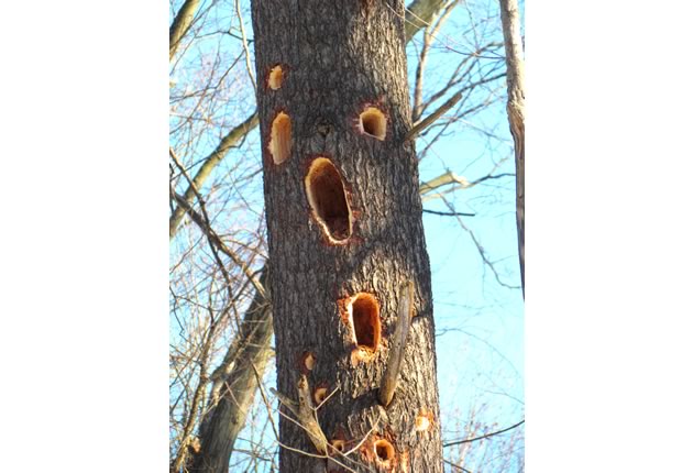 pileated woodpecker excavations on white pine