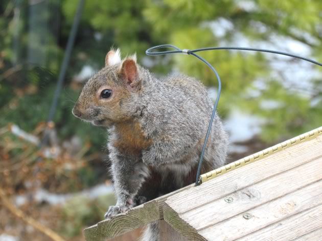 Squirrel triumphant atop the feeder